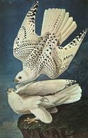 Audubon, John James - Graphic White Gerfalcons